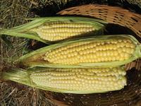 SESE: Corn: Ashworth Sweet Seeds