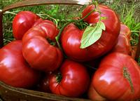 SESE: Tomato: Brandywine Sudduth Strain Seeds
