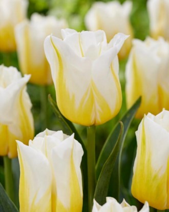 Tulip Triumph 'Flaming Agrass' Single Bulb