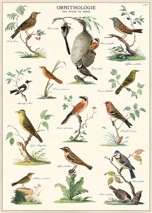 Cavallini Poster: Ornithology