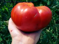 SESE: Tomato: Mortgage Lifter VFN Seeds