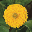 Golden Yellow Zinnia Seeds