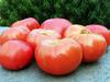 SESE: Tomato: German Johnson Seeds