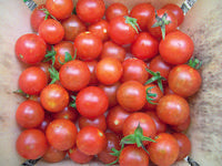 SESE: Tomato: Sugar Cherry Seeds