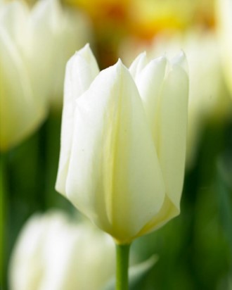 Tulip Fosteriana 'White Emporer' Single Bulb