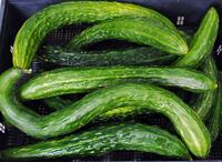 SESE: Cucumber: Suyo Long Seeds