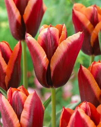 Tulip Triumph 'Slawa' Single Bulb