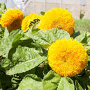 Teddy Bear Sunflower Seeds