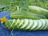 SESE: Cucumber: Straight Eights Seeds