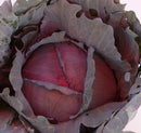 Cabbage: Red Express Seeds
