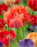 Fall Bulb-Tulip 'Double  Gudoshnik'-Pack of 10