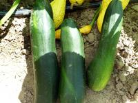 SESE: Squash: Dark Green Zucchini Seeds