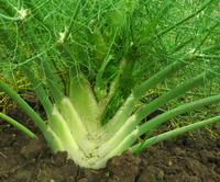 SESE: Fennel: Florence Seeds