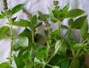 SESE: Basil: Tulsi Holy Seeds