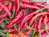 SESE: Pepper: Long Red Cayenne Seeds