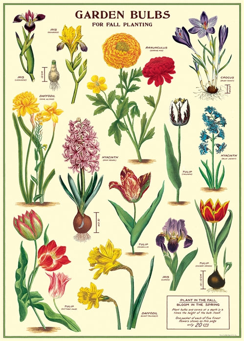 Cavallini Poster: Garden Bulbs