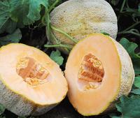 SESE: Melon: Hales Best Seeds