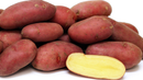 Seed Potato - French Fingerling - 1lb