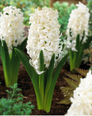 Fall Bulb-Hyacinth 'White Pearl'-Pack of 4