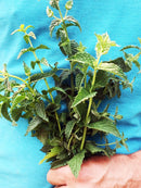 Mint Herb Seeds