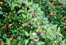 Chinese Five Color Pepper Seeds