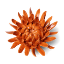 Ceramic Florals Warm Colors