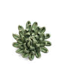 Ceramic Florals Greens
