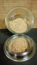 Organic Red Clover Cover Crop