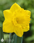 Fall Bulb-Daffodil 'Dutch Master'-Pack of 8