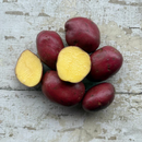 Seed Potato - Baltic Rose - 1lb