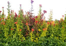 Tall Celosia Seeds