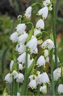 Fall Bulb-Leucojum 'Aestivum'-Pack of 10