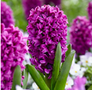 Fall Bulb-Hyacinth 'Miss Saigon'-Pack of 4