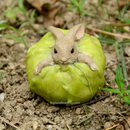 Rabbit Stuck in Cabbage