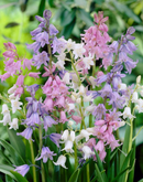 Fall Bulb-Hyacinthoides Mix-Pack of 10