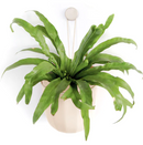 WallyGrow Loop Hanging Planter