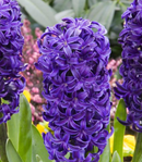 Fall Bulb-Hyacinth 'Blue Star'-Pack of 4