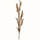 Dried Acanthus Bundle-45in