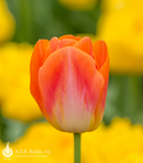Fall Bulb-Tulip 'Sunrise Dynasty'-Pack of 10