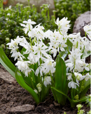 Fall Bulb-Scilla Siberica-Pack of 20