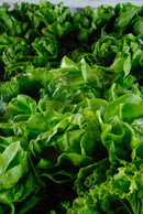 Lettuce: Anuenue Seeds