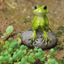 Cute Frog on Stone