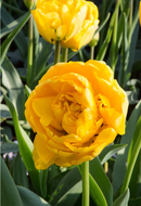 Fall Bulb-Tulip 'Yellow Pomponette'-Pack of 10