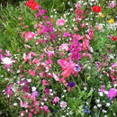 Flower Mix: Cut Flower Mix Seeds
