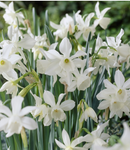 Fall Bulb-Daffodil 'Triandrus Thalia'-Pack of 10