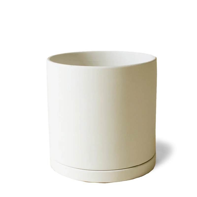 Dojo Pot & Saucer