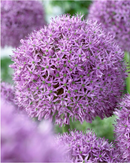 Fall Bulb-Allium Gladiator-Pack of 1