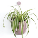 WallyGrow Loop Hanging Planter