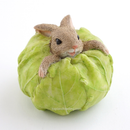 Rabbit Stuck in Cabbage