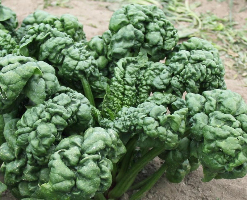 Abundant Bloomsdale Spinach Seeds